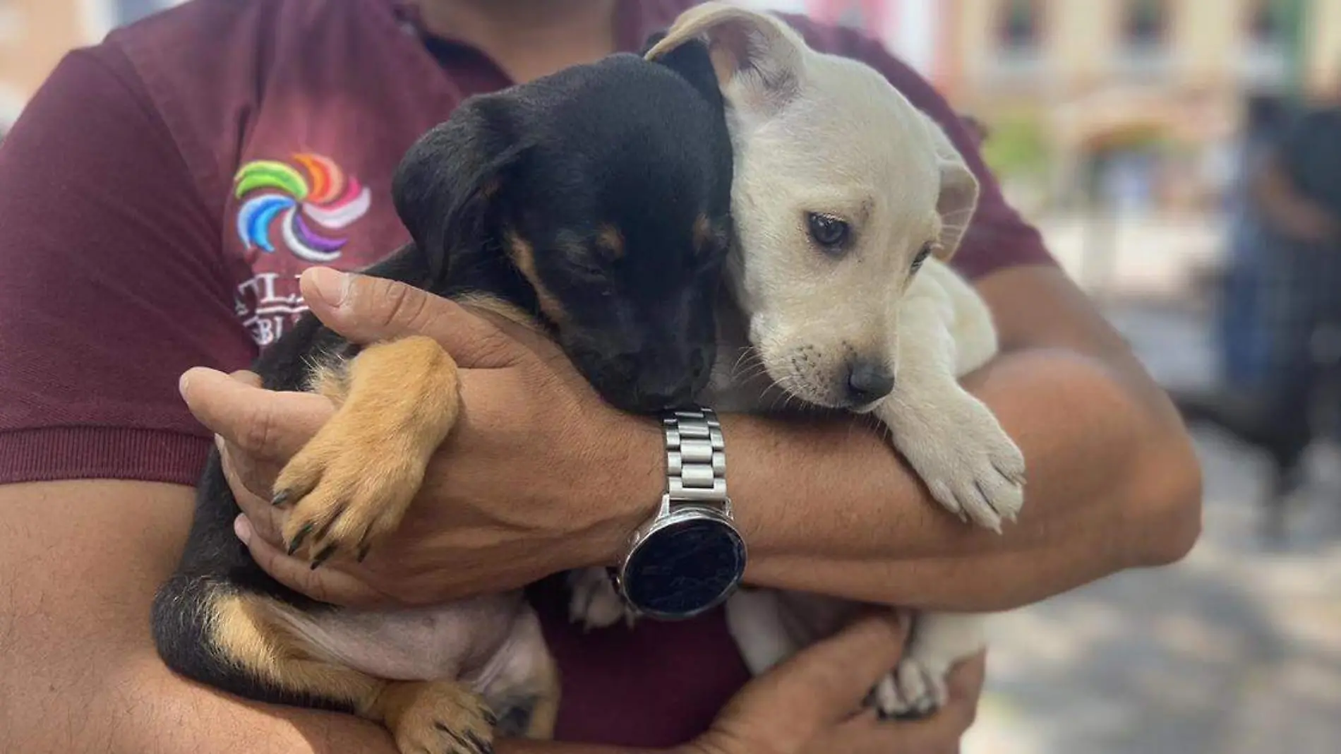 La Comuna promueve la adopción de mascotas